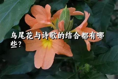 鸟尾花与诗歌的结合都有哪些？