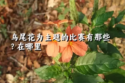 鸟尾花为主题的比赛有那些？在哪里