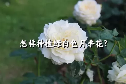 怎样种植绿白色月季花?