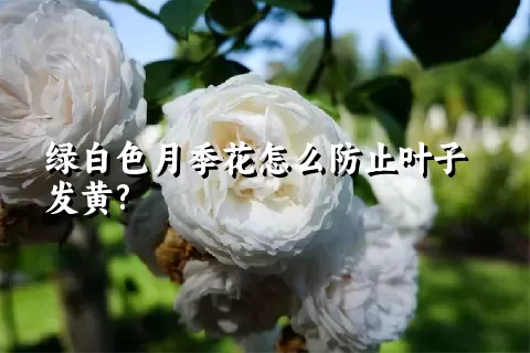 绿白色月季花怎么防止叶子发黄?