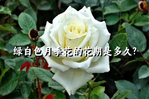 绿白色月季花的花期是多久?