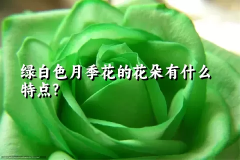 绿白色月季花的花朵有什么特点?