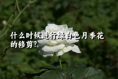 什么时候进行绿白色月季花的修剪?