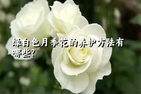 绿白色月季花的养护方法有哪些?