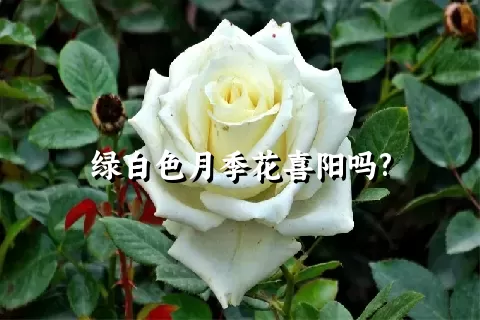 绿白色月季花喜阳吗?