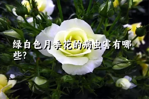 绿白色月季花的病虫害有哪些?