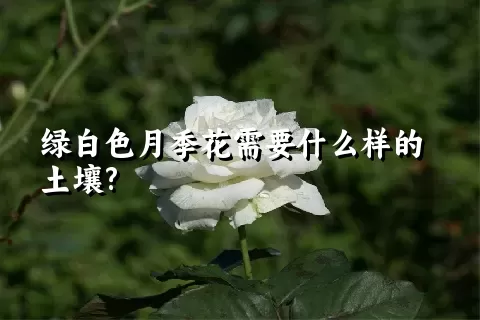 绿白色月季花需要什么样的土壤?