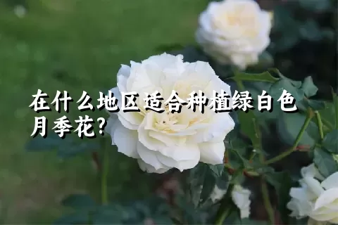 在什么地区适合种植绿白色月季花?