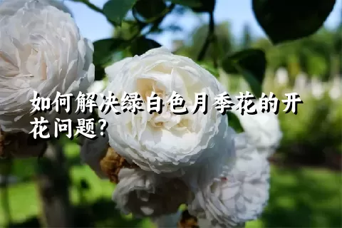 如何解决绿白色月季花的开花问题?