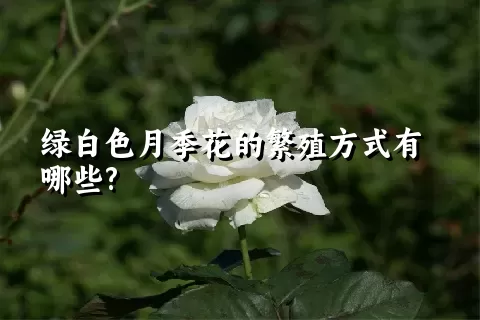 绿白色月季花的繁殖方式有哪些?