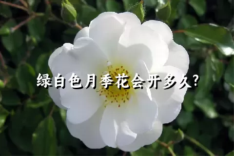 绿白色月季花会开多久?