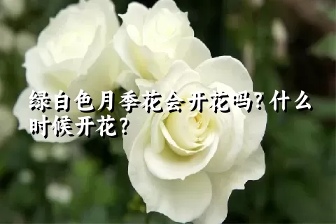 绿白色月季花会开花吗？什么时候开花？