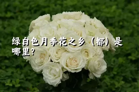 绿白色月季花之乡（都）是哪里？