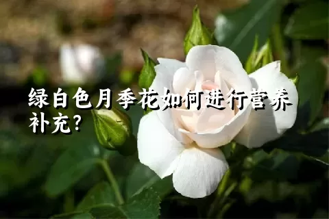 绿白色月季花如何进行营养补充？