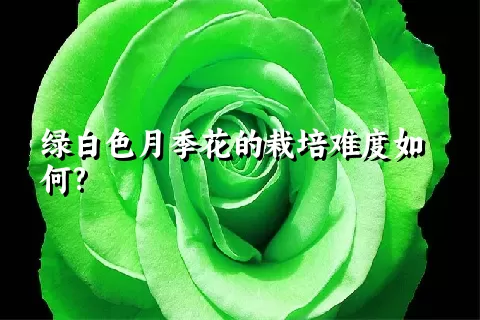 绿白色月季花的栽培难度如何?