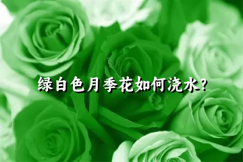 绿白色月季花如何浇水？