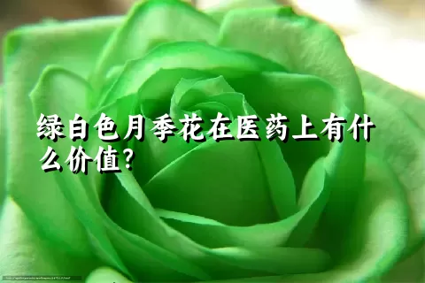 绿白色月季花在医药上有什么价值？