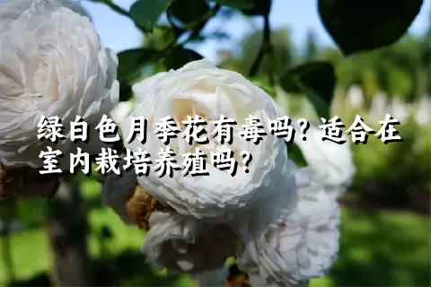 绿白色月季花有毒吗？适合在室内栽培养殖吗？