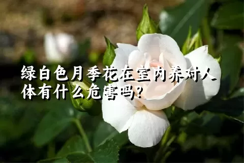 绿白色月季花在室内养对人体有什么危害吗？