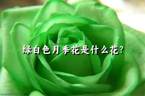 绿白色月季花是什么花？