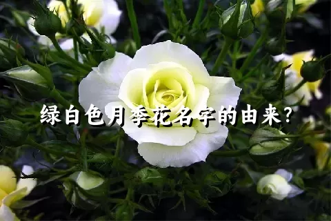 绿白色月季花名字的由来？