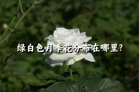 绿白色月季花分布在哪里?