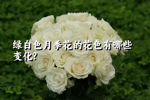 绿白色月季花的花色有哪些变化?