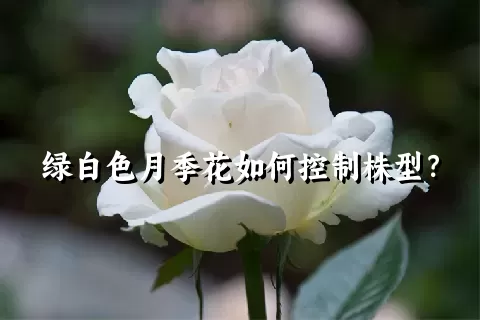 绿白色月季花如何控制株型？