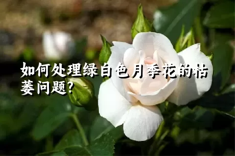 如何处理绿白色月季花的枯萎问题?