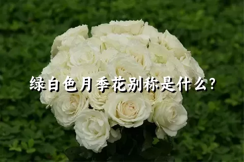 绿白色月季花别称是什么？