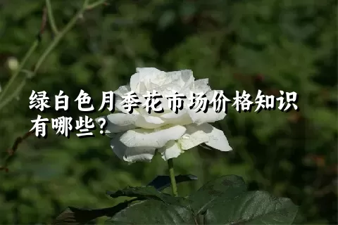 绿白色月季花市场价格知识有哪些？