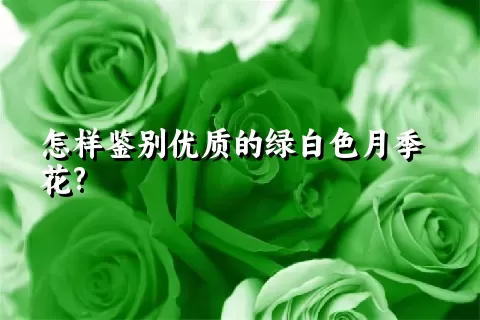 怎样鉴别优质的绿白色月季花?