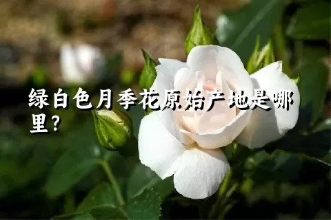 绿白色月季花原始产地是哪里？