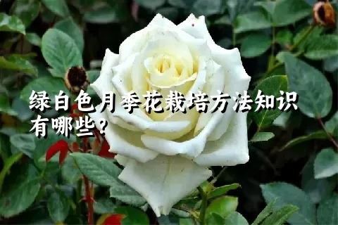 绿白色月季花栽培方法知识有哪些？