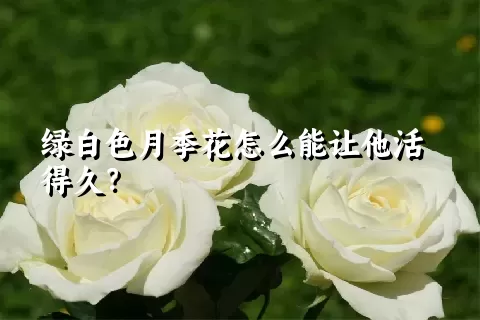 绿白色月季花怎么能让他活得久？