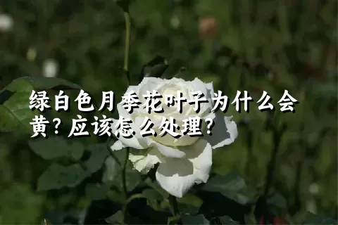 绿白色月季花叶子为什么会黄？应该怎么处理？