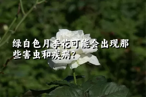 绿白色月季花可能会出现那些害虫和疾病？