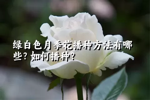 绿白色月季花播种方法有哪些？如何播种？