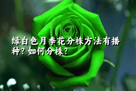 绿白色月季花分株方法有播种？如何分株？