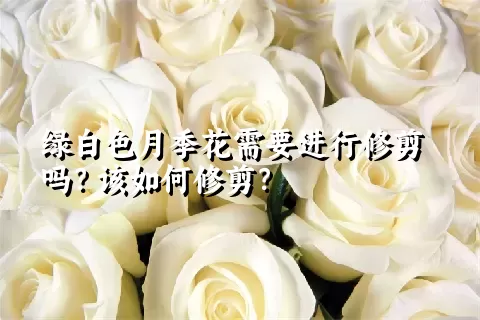 绿白色月季花需要进行修剪吗？该如何修剪？