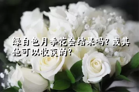 绿白色月季花会结果吗？或其他可以收获的？