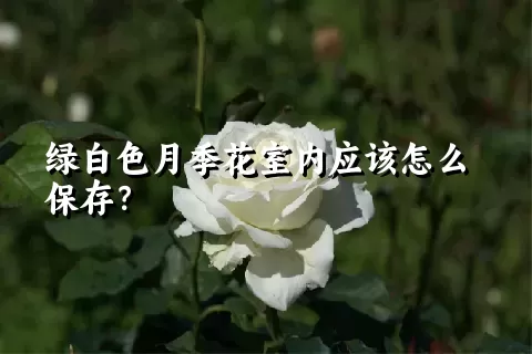 绿白色月季花室内应该怎么保存？