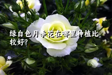 绿白色月季花在哪里种植比较好？