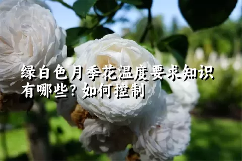 绿白色月季花温度要求知识有哪些？如何控制