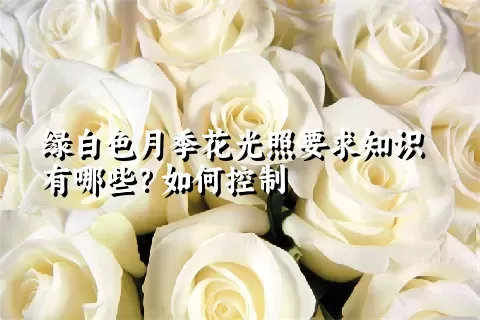 绿白色月季花光照要求知识有哪些？如何控制