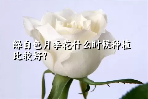 绿白色月季花什么时候种植比较好？