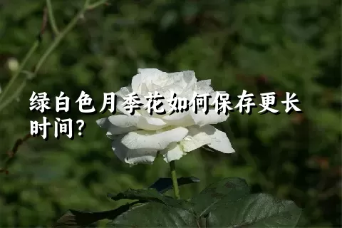 绿白色月季花如何保存更长时间？