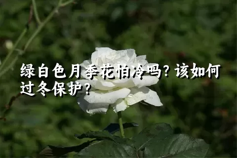 绿白色月季花怕冷吗？该如何过冬保护？