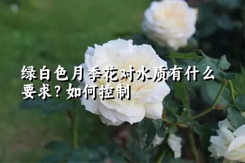 绿白色月季花对水质有什么要求？如何控制