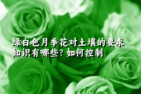 绿白色月季花对土壤的要求知识有哪些？如何控制